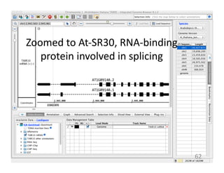Zoomed	
  to	
  At-­‐SR30,	
  RNA-­‐binding	
  
protein	
  involved	
  in	
  splicing	
  
62	
  
 
