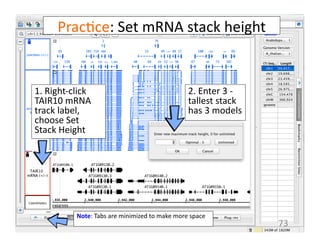 Prac1ce:	
  Set	
  mRNA	
  stack	
  height	
  	
  
2.	
  Enter	
  3	
  -­‐	
  	
  
tallest	
  stack	
  
has	
  3	
  models	
  	
  
73	
  
Note:	
  Tabs	
  are	
  minimized	
  to	
  make	
  more	
  space	
  
1.	
  Right-­‐click	
  
TAIR10	
  mRNA	
  
track	
  label,	
  
choose	
  Set	
  
Stack	
  Height	
  
 
