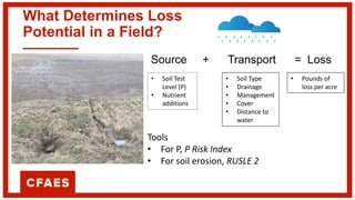 What Determines Loss
Potential in a Field?
Source + Transport = Loss
• Soil Test
Level (P)
• Nutrient
additions
• Soil Type
• Drainage
• Management
• Cover
• Distance to
water
• Pounds of
loss per acre
Tools
• For P, P Risk Index
• For soil erosion, RUSLE 2
 