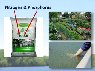 Parameters Monitored
• Algae/Chlorophyll
• Water Clarity
• Nitrogen & Phosphorus
• Suspended Sediment
• Algal Toxins
 