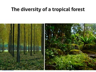 The diversity of a tropical forest
 