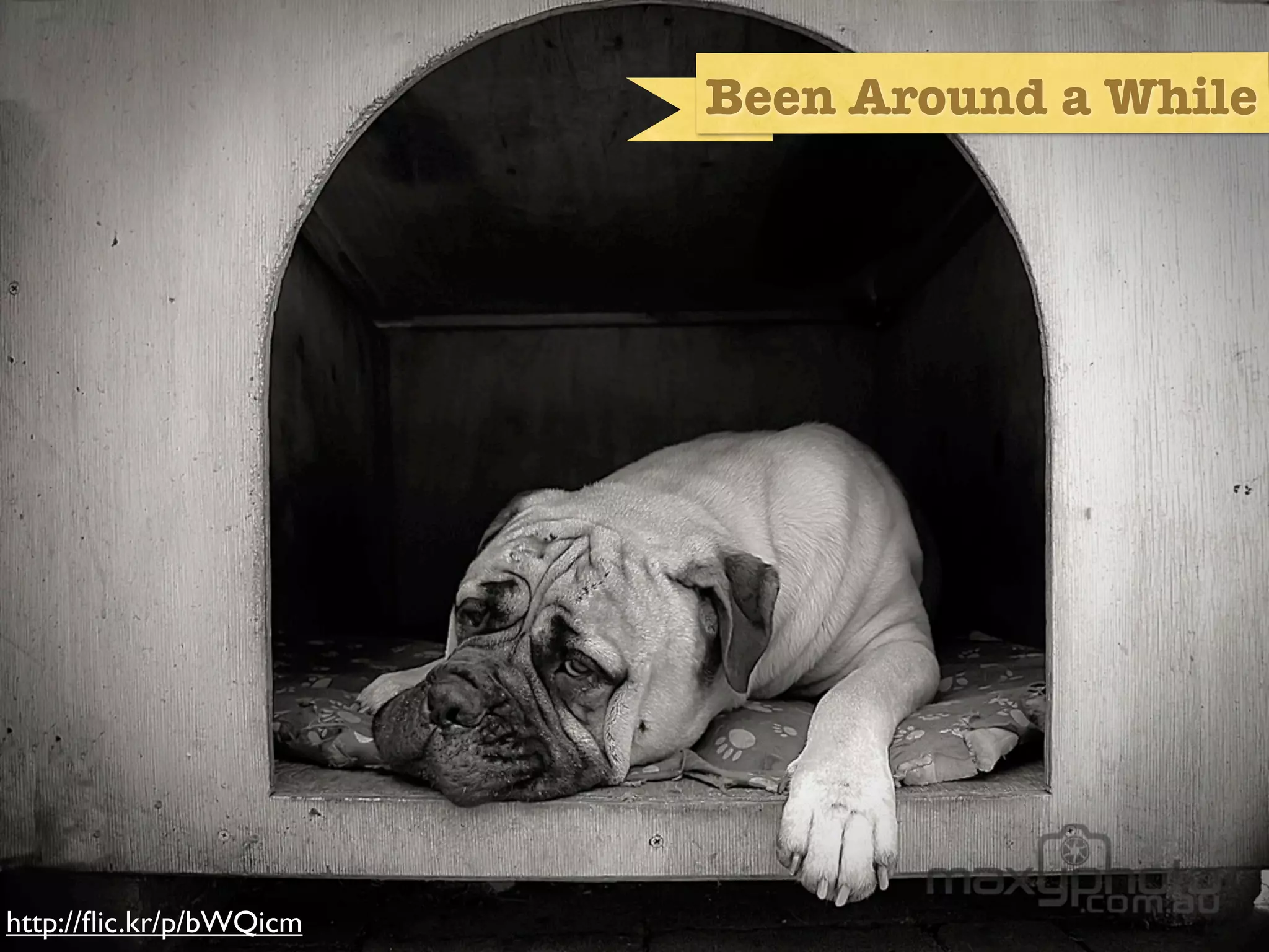 Been Around a While




                         Old dog




http://ﬂic.kr/p/bWQicm
 