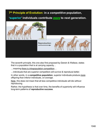7th Principle of Evolution: in a competitive population,
‘superior’ individuals contribute more to next generation.
The seventh principle, this one also first proposed by Darwin & Wallace, states
that in a population that is at carrying capacity…
…meaning there is intrapopulation competition…
…individuals that are superior competitors will survive & reproduce better.
In other words, in a competitive population, superior individuals produce more
offspring than inferior individuals, on average.
Note, this does not mean that all less competitive individuals will die without
reproducing.
Rather, the hypothesis is that over time, the benefits of superiority will influence
long-term patterns of reproductive success.
1046
 