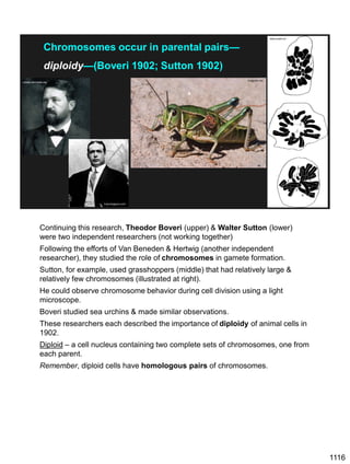 1116
www.scielo.br/
Chromosomes occur in parental pairs—
diploidy—(Boveri 1902; Sutton 1902)
bugguide.net/
4.bp.blogspot.com/
upload.wikimedia.org
Continuing this research, Theodor Boveri (upper) & Walter Sutton (lower)
were two independent researchers (not working together)
Following the efforts of Van Beneden & Hertwig (another independent
researcher), they studied the role of chromosomes in gamete formation.
Sutton, for example, used grasshoppers (middle) that had relatively large &
relatively few chromosomes (illustrated at right).
He could observe chromosome behavior during cell division using a light
microscope.
Boveri studied sea urchins & made similar observations.
These researchers each described the importance of diploidy of animal cells in
1902.
Diploid – a cell nucleus containing two complete sets of chromosomes, one from
each parent.
Remember, diploid cells have homologous pairs of chromosomes.
 