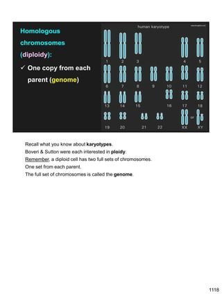 1118
www.thoughtco.com
Homologous
chromosomes
(diploidy):
✓ One copy from each
parent (genome)
Recall what you know about karyotypes.
Boveri & Sutton were each interested in ploidy.
Remember, a diploid cell has two full sets of chromosomes.
One set from each parent.
The full set of chromosomes is called the genome.
 