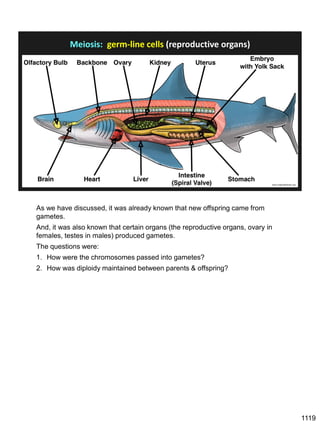 www.issfguidebooks.org
Meiosis: germ-line cells (reproductive organs)
As we have discussed, it was already known that new offspring came from
gametes.
And, it was also known that certain organs (the reproductive organs, ovary in
females, testes in males) produced gametes.
The questions were:
1. How were the chromosomes passed into gametes?
2. How was diploidy maintained between parents & offspring?
1119
 