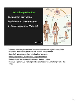 Sexual Reproduction
Each parent provides a
haploid set of chromosomes
➢ Gametogenesis = Meiosis!
Fig. 11.2
Evidence ultimately showed that from their reproductive organs, each parent
provides a haploid chromosome set through their gametes.
Meiosis & gametogenesis create haploid gametes.
When gametes fuse, this restores a diploid condition.
Gamete fusion (fertilization) produces a diploid zygote.
In sexual organisms, a mother provides one haploid set, a father provides the
other.
1120
 