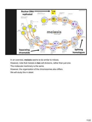 Nuclear DNA
replicated
upload.wikimedia.org/
Splitting
homologues
Separating
chromatids
In an overview, meiosis seems to be similar to mitosis.
However, note that meiosis is two cell divisions, rather than just one.
The molecular machinery is the same.
However, the organization of the chromosomes also differs.
We will study this in detail.
1122
 