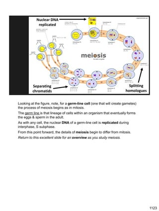 Nuclear DNA
replicated
upload.wikimedia.org/
Splitting
homologues
Separating
chromatids
Looking at the figure, note, for a germ-line cell (one that will create gametes)
the process of meiosis begins as in mitosis.
The germ line is that lineage of cells within an organism that eventually forms
the eggs & sperm in the adult.
As with any cell, the nuclear DNA of a germ-line cell is replicated during
interphase, S subphase.
From this point forward, the details of meiosis begin to differ from mitosis.
Return to this excellent slide for an overview as you study meiosis.
1123
 