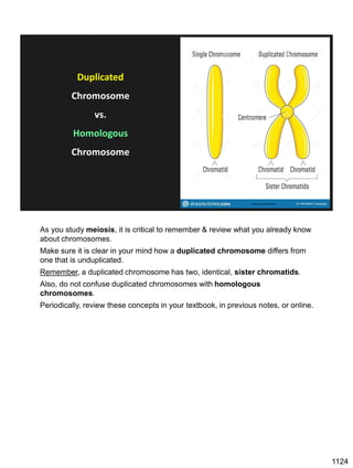 Duplicated
Chromosome
vs.
Homologous
Chromosome
www.dreamstime.com
As you study meiosis, it is critical to remember & review what you already know
about chromosomes.
Make sure it is clear in your mind how a duplicated chromosome differs from
one that is unduplicated.
Remember, a duplicated chromosome has two, identical, sister chromatids.
Also, do not confuse duplicated chromosomes with homologous
chromosomes.
Periodically, review these concepts in your textbook, in previous notes, or online.
1124
 