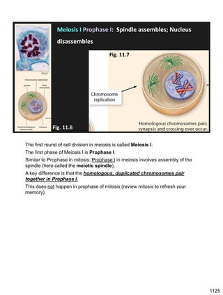 Meiosis I Prophase I: Spindle assembles; Nucleus
disassembles
Fig. 11.6
Fig. 11.7
The first round of cell division in meiosis is called Meiosis I.
The first phase of Meiosis I is Prophase I.
Similar to Prophase in mitosis, Prophase I in meiosis involves assembly of the
spindle (here called the meiotic spindle).
A key difference is that the homologous, duplicated chromosomes pair
together in Prophase I.
This does not happen in prophase of mitosis (review mitosis to refresh your
memory).
1125
 