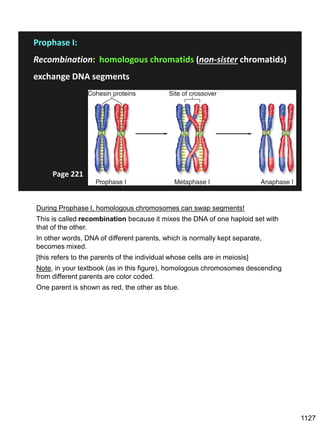 Prophase I:
Recombination: homologous chromatids (non-sister chromatids)
exchange DNA segments
Page 221
During Prophase I, homologous chromosomes can swap segments!
This is called recombination because it mixes the DNA of one haploid set with
that of the other.
In other words, DNA of different parents, which is normally kept separate,
becomes mixed.
[this refers to the parents of the individual whose cells are in meiosis]
Note, in your textbook (as in this figure), homologous chromosomes descending
from different parents are color coded.
One parent is shown as red, the other as blue.
1127
 