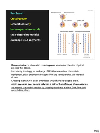 Prophase I:
Crossing over
(recombination):
homologous chromatids
(non-sister chromatids)
exchange DNA segments
www.genome.gov
Recombination is also called crossing over, which describes the physical
process that occurs.
Importantly, this is not an exchange of DNA between sister chromatids.
Remember, sister chromatids descend from the same parent & are identical
clones.
Crossing over DNA of sister chromatids would have no tangible effect.
Again, crossing over occurs between a pair of homologous chromosomes.
As a result, chromatids created by crossing over have a mix of DNA from both
parents (see slide).
1128
 