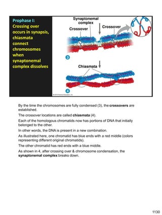 Prophase I:
Crossing over
occurs in synapsis,
chiasmata
connect
chromosomes
when
synaptonemal
complex dissolves
By the time the chromosomes are fully condensed (3), the crossovers are
established.
The crossover locations are called chiasmata (4).
Each of the homologous chromatids now has portions of DNA that initially
belonged to the other.
In other words, the DNA is present in a new combination.
As illustrated here, one chromatid has blue ends with a red middle (colors
representing different original chromatids).
The other chromatid has red ends with a blue middle.
As shown in 4, after crossing over & chromosome condensation, the
synaptonemal complex breaks down.
1130
 