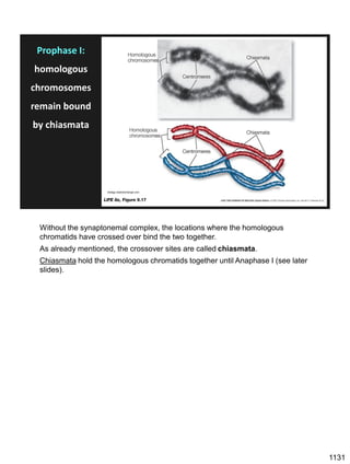 Prophase I:
homologous
chromosomes
remain bound
by chiasmata
biology.stackexchange.com
Without the synaptonemal complex, the locations where the homologous
chromatids have crossed over bind the two together.
As already mentioned, the crossover sites are called chiasmata.
Chiasmata hold the homologous chromatids together until Anaphase I (see later
slides).
1131
 