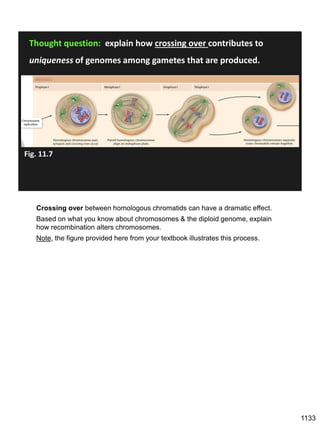 Thought question: explain how crossing over contributes to
uniqueness of genomes among gametes that are produced.
Fig. 11.7
Crossing over between homologous chromatids can have a dramatic effect.
Based on what you know about chromosomes & the diploid genome, explain
how recombination alters chromosomes.
Note, the figure provided here from your textbook illustrates this process.
1133
 
