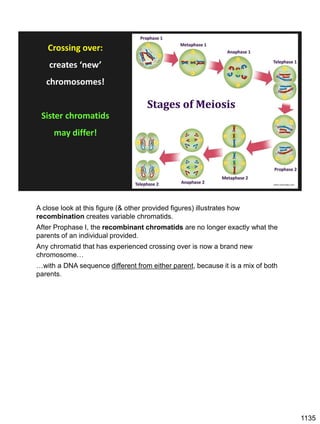 www.scienceabc.com
Crossing over:
creates ‘new’
chromosomes!
Sister chromatids
may differ!
A close look at this figure (& other provided figures) illustrates how
recombination creates variable chromatids.
After Prophase I, the recombinant chromatids are no longer exactly what the
parents of an individual provided.
Any chromatid that has experienced crossing over is now a brand new
chromosome…
…with a DNA sequence different from either parent, because it is a mix of both
parents.
1135
 