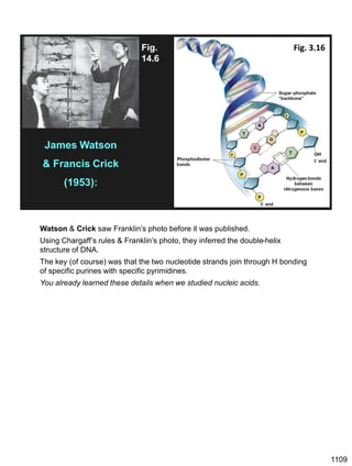1109
James Watson
& Francis Crick
(1953):
Fig.
14.6
Fig. 3.16
Watson & Crick saw Franklin’s photo before it was published.
Using Chargaff’s rules & Franklin’s photo, they inferred the double-helix
structure of DNA.
The key (of course) was that the two nucleotide strands join through H bonding
of specific purines with specific pyrimidines.
You already learned these details when we studied nucleic acids.
 