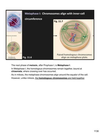 Metaphase I: Chromosomes align with inner-cell
circumference
Fig. 11.7
Fig. 11.6
The next phase of meiosis, after Prophase I, is Metaphase I.
In Metaphase I, the homologous chromosomes remain together, bound at
chiasmata, where crossing over has occurred.
As in mitosis, the metaphase chromosomes align around the equator of the cell.
However, unlike mitosis, the homologous chromosomes are held together.
1136
 