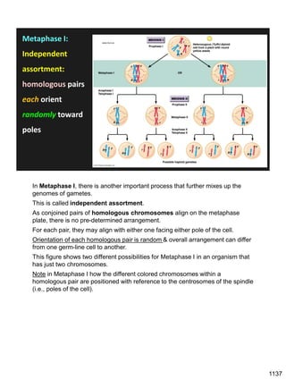 Metaphase I:
Independent
assortment:
homologous pairs
each orient
randomly toward
poles
www.mun.ca
In Metaphase I, there is another important process that further mixes up the
genomes of gametes.
This is called independent assortment.
As conjoined pairs of homologous chromosomes align on the metaphase
plate, there is no pre-determined arrangement.
For each pair, they may align with either one facing either pole of the cell.
Orientation of each homologous pair is random & overall arrangement can differ
from one germ-line cell to another.
This figure shows two different possibilities for Metaphase I in an organism that
has just two chromosomes.
Note in Metaphase I how the different colored chromosomes within a
homologous pair are positioned with reference to the centrosomes of the spindle
(i.e., poles of the cell).
1137
 