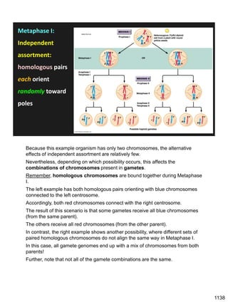 Metaphase I:
Independent
assortment:
homologous pairs
each orient
randomly toward
poles
www.mun.ca
Because this example organism has only two chromosomes, the alternative
effects of independent assortment are relatively few.
Nevertheless, depending on which possibility occurs, this affects the
combinations of chromosomes present in gametes.
Remember, homologous chromosomes are bound together during Metaphase
I.
The left example has both homologous pairs orienting with blue chromosomes
connected to the left centrosome.
Accordingly, both red chromosomes connect with the right centrosome.
The result of this scenario is that some gametes receive all blue chromosomes
(from the same parent).
The others receive all red chromosomes (from the other parent).
In contrast, the right example shows another possibility, where different sets of
paired homologous chromosomes do not align the same way in Metaphase I.
In this case, all gamete genomes end up with a mix of chromosomes from both
parents!
Further, note that not all of the gamete combinations are the same.
1138
 