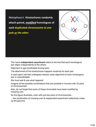 www.dlt.ncssm.edu/
Metaphase I: Kinetochores randomly
attach paired, modified homologues of
each duplicated chromosome to one
pole or the other
The name independent assortment refers to the fact that each homologous
pair aligns independently of the others.
Alignment is not coordinated among pairs.
The attachment of the kinetochores happens randomly for each pair.
In each germ cell that undergoes meiosis, polar alignment of each homologous
pair is unpredictable.
We must wait & see what happens!
Imagine all the possible combinations that are possible in humans with 23 pairs
of chromosomes!
Also, do not forget that some of these chromatids have been modified by
crossing over.
As this figure illustrates, even with just two pairs of chromosomes…
…the combination of crossing over & independent assortment collectively mixes
up the genome.
1139
 