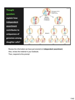 doctorlib.info
Thought
question:
explain how
independent
assortment
contributes to
uniqueness of
genomes among
daughter cells?
Review the information we have just covered on independent assortment.
Also, review the material in your textbook.
Then, respond to this prompt:
1140
 