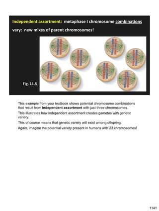 1141
Independent assortment: metaphase I chromosome combinations
vary: new mixes of parent chromosomes!
Fig. 11.5
This example from your textbook shows potential chromosome combinations
that result from independent assortment with just three chromosomes.
This illustrates how independent assortment creates gametes with genetic
variety.
This of course means that genetic variety will exist among offspring.
Again, imagine the potential variety present in humans with 23 chromosomes!
 