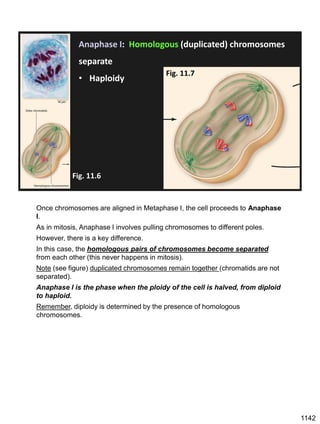 Anaphase I: Homologous (duplicated) chromosomes
separate
• Haploidy
Fig. 11.6
Fig. 11.7
Once chromosomes are aligned in Metaphase I, the cell proceeds to Anaphase
I.
As in mitosis, Anaphase I involves pulling chromosomes to different poles.
However, there is a key difference.
In this case, the homologous pairs of chromosomes become separated
from each other (this never happens in mitosis).
Note (see figure) duplicated chromosomes remain together (chromatids are not
separated).
Anaphase I is the phase when the ploidy of the cell is halved, from diploid
to haploid.
Remember, diploidy is determined by the presence of homologous
chromosomes.
1142
 