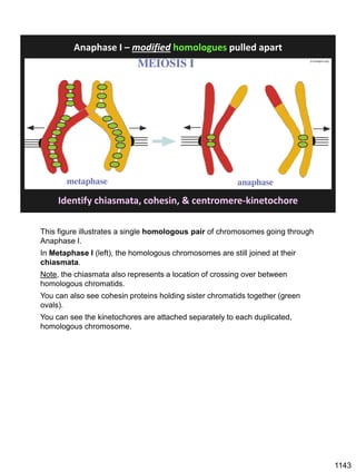 Anaphase I – modified homologues pulled apart
jcs.biologists.org/
Identify chiasmata, cohesin, & centromere-kinetochore
This figure illustrates a single homologous pair of chromosomes going through
Anaphase I.
In Metaphase I (left), the homologous chromosomes are still joined at their
chiasmata.
Note, the chiasmata also represents a location of crossing over between
homologous chromatids.
You can also see cohesin proteins holding sister chromatids together (green
ovals).
You can see the kinetochores are attached separately to each duplicated,
homologous chromosome.
1143
 