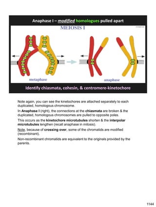 Anaphase I – modified homologues pulled apart
jcs.biologists.org/
Identify chiasmata, cohesin, & centromere-kinetochore
Note again, you can see the kinetochores are attached separately to each
duplicated, homologous chromosome.
In Anaphase I (right), the connections at the chiasmata are broken & the
duplicated, homologous chromosomes are pulled to opposite poles.
This occurs as the kinetochore microtubules shorten & the interpolar
microtubules lengthen (recall anaphase in mitosis).
Note, because of crossing over, some of the chromatids are modified
(recombinant).
Non-recombinant chromatids are equivalent to the originals provided by the
parents.
1144
 