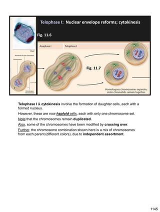 Telophase I: Nuclear envelope reforms; cytokinesis
Fig. 11.6
Fig. 11.7
Telophase I & cytokinesis involve the formation of daughter cells, each with a
formed nucleus.
However, these are now haploid cells, each with only one chromosome set.
Note that the chromosomes remain duplicated.
Also, some of the chromosomes have been modified by crossing over.
Further, the chromosome combination shown here is a mix of chromosomes
from each parent (different colors), due to independent assortment.
1145
 