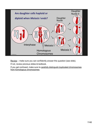 Are daughter cells haploid or
diploid when Meiosis I ends?
en.wikipedia.org
Review – make sure you can confidently answer this question (see slide).
If not, review previous slides & textbook.
If you get confused, make sure to carefully distinguish duplicated chromosomes
from homologous chromosomes.
1146
 