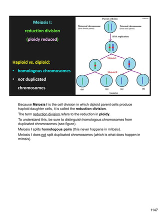 Haploid vs. diploid:
• homologous chromosomes
• not duplicated
chromosomes
Quizlet.com
Meiosis I:
reduction division
(ploidy reduced)
Because Meiosis I is the cell division in which diploid parent cells produce
haploid daughter cells, it is called the reduction division.
The term reduction division refers to the reduction in ploidy.
To understand this, be sure to distinguish homologous chromosomes from
duplicated chromosomes (see figure).
Meiosis I splits homologous pairs (this never happens in mitosis).
Meiosis I does not split duplicated chromosomes (which is what does happen in
mitosis).
1147
 