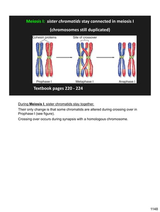 Meiosis I: sister chromatids stay connected in meiosis I
(chromosomes still duplicated)
Textbook pages 220 - 224
During Meiosis I, sister chromatids stay together.
Their only change is that some chromatids are altered during crossing over in
Prophase I (see figure).
Crossing over occurs during synapsis with a homologous chromosome.
1148
 