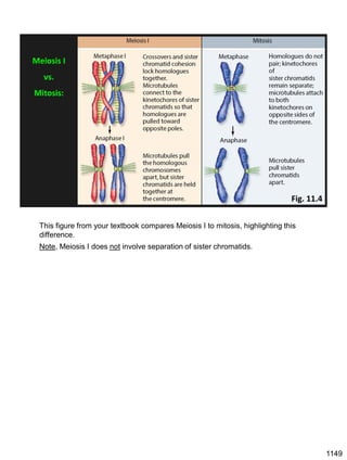 Meiosis I
vs.
Mitosis:
Fig. 11.4
This figure from your textbook compares Meiosis I to mitosis, highlighting this
difference.
Note, Meiosis I does not involve separation of sister chromatids.
1149
 