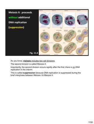 Meiosis II: proceeds
without additional
DNA replication
(suppression)
Fig. 11.6
As you know, meiosis includes two cell divisions.
The second division is called Meiosis II.
Importantly, the second division occurs rapidly after the first; there is no DNA
replication in the interim.
This is called suppression because DNA replication is suppressed during the
brief interphase between Meiosis I & Meiosis II.
1150
 