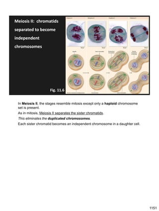 Meiosis II: chromatids
separated to become
independent
chromosomes
Fig. 11.6
In Meiosis II, the stages resemble mitosis except only a haploid chromosome
set is present.
As in mitosis, Meiosis II separates the sister chromatids.
This eliminates the duplicated chromosomes.
Each sister chromatid becomes an independent chromosome in a daughter cell.
1151
 