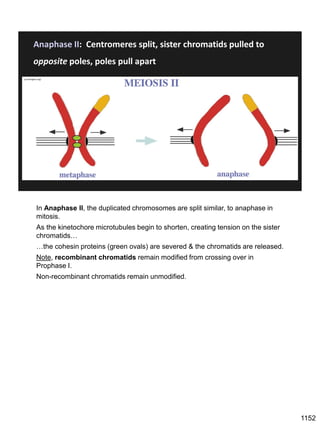 Anaphase II: Centromeres split, sister chromatids pulled to
opposite poles, poles pull apart
jcs.biologists.org/
In Anaphase II, the duplicated chromosomes are split similar, to anaphase in
mitosis.
As the kinetochore microtubules begin to shorten, creating tension on the sister
chromatids…
…the cohesin proteins (green ovals) are severed & the chromatids are released.
Note, recombinant chromatids remain modified from crossing over in
Prophase I.
Non-recombinant chromatids remain unmodified.
1152
 