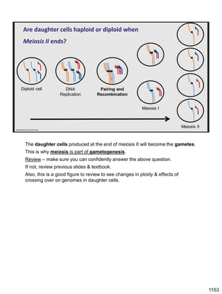 Are daughter cells haploid or diploid when
Meiosis II ends?
smburgess.faculty.ucdavis.edu
The daughter cells produced at the end of meiosis II will become the gametes.
This is why meiosis is part of gametogenesis.
Review – make sure you can confidently answer the above question.
If not, review previous slides & textbook.
Also, this is a good figure to review to see changes in ploidy & effects of
crossing over on genomes in daughter cells.
1153
 