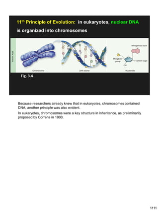 11th Principle of Evolution: in eukaryotes, nuclear DNA
is organized into chromosomes
Fig. 3.4
Because researchers already knew that in eukaryotes, chromosomes contained
DNA, another principle was also evident.
In eukaryotes, chromosomes were a key structure in inheritance, as preliminarily
proposed by Correns in 1900.
1111
 