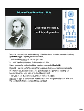 1115
www.goodreads.com
Edouard Van Beneden (1883)
alchetron.com
Describes meiosis &
haploidy of gametes
A critical discovery for understanding inheritance was that cell divisions creating
gametes (eggs & sperm) for reproduction…
…result in the halving of the cell genome.
In 1883, Van Beneden was first to document this.
It was eventually understood that halving represented haploidy.
Haploid – having half of the set of homologous chromosomes in somatic cells.
In other words, the cell division for gametes split the genome, creating two
haploid daughter cells from one diploid parent cell.
This type of cell division was eventually named meiosis.
Meiosis - a type of cell division that results in four daughter cells each with half
the number of chromosomes of the parent cell.
 
