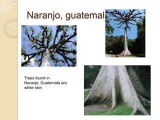 Naranjo, guatemala




Trees found in
Naranjo, Guatemala are
white skin
 