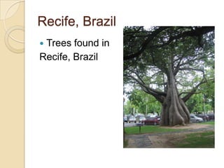 Recife, Brazil
Trees found in
Recife, Brazil
 
