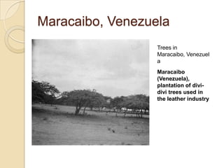 Maracaibo, Venezuela
                  Trees in
                  Maracaibo, Venezuel
                  a
                  Maracaibo
                  (Venezuela),
                  plantation of divi-
                  divi trees used in
                  the leather industry
 