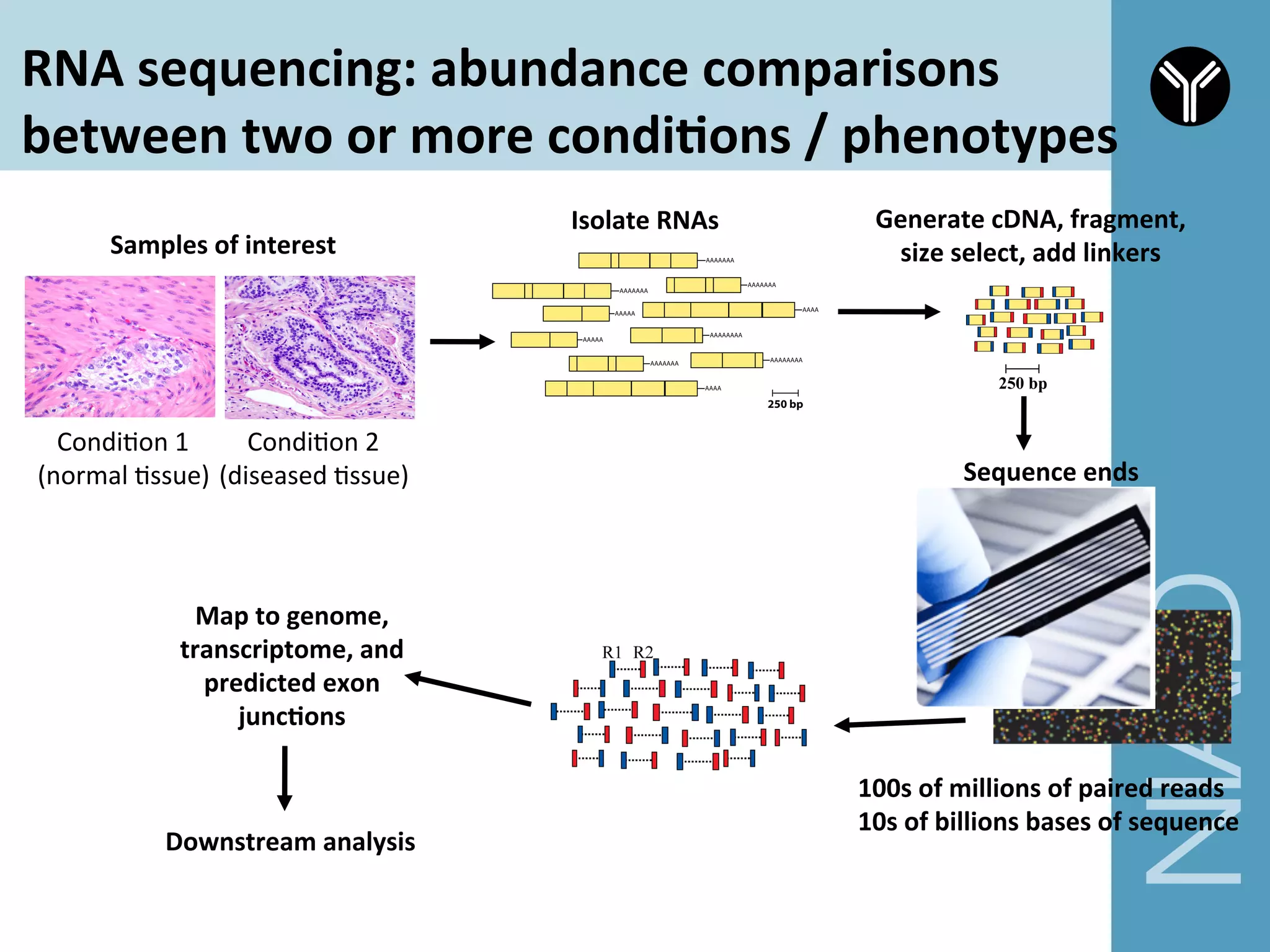 RNA	
  sequencing:	
  abundance	
  comparisons	
  
between	
  two	
  or	
  more	
  condi9ons	
  /	
  phenotypes	
  
CondiCon	
  1	
  
(normal	
  Cssue)	
  
CondiCon	
  2	
  
(diseased	
  Cssue)	
  
Isolate	
  RNAs	
  
Sequence	
  ends	
  
100s	
  of	
  millions	
  of	
  paired	
  reads	
  
10s	
  of	
  billions	
  bases	
  of	
  sequence	
  
Generate	
  cDNA,	
  fragment,	
  
size	
  select,	
  add	
  linkers	
  Samples	
  of	
  interest	
  
Map	
  to	
  genome,	
  
transcriptome,	
  and	
  
predicted	
  exon	
  
junc9ons	
  
Downstream	
  analysis	
  
 