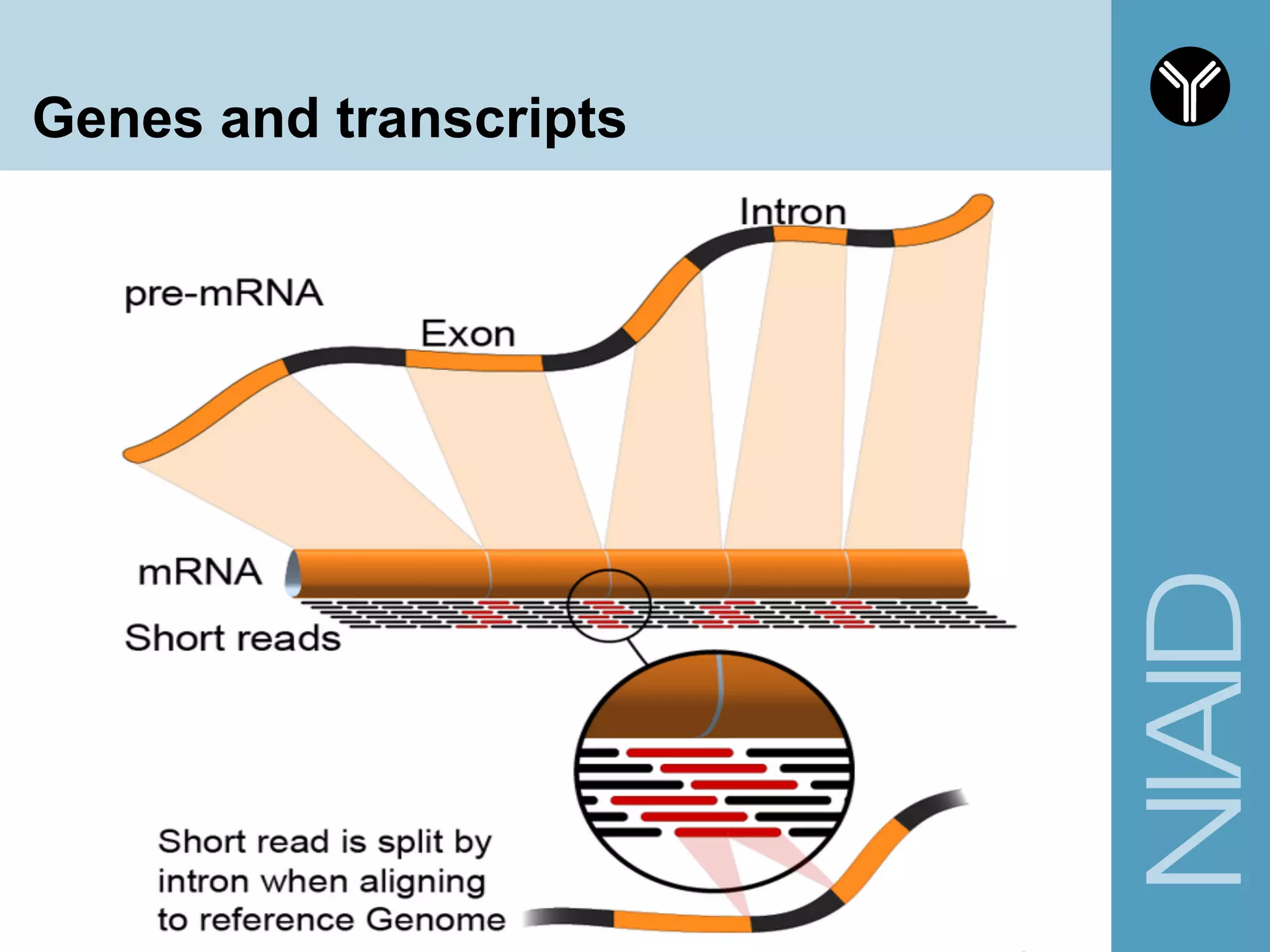 Genes and transcripts
 