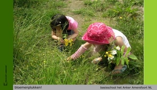 FRIS IN HET LANDSCHAP




                        bloemenplukken!   basisschool het Anker Amersfoort NL
 