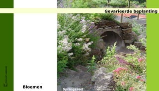 Gevarieerde beplanting
FRIS IN HET LANDSCHAP




                        Bloemen
                                  Springzaad
 