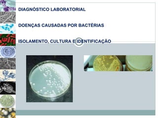 DIAGNÓSTICO LABORATORIAL 
DOENÇAS CAUSADAS POR BACTÉRIAS 
ISOLAMENTO, CULTURA E IDENTIFICAÇÃO 
 